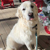 Thumbnail photo of Yuki #1