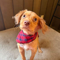 Thumbnail photo of Tootsie #1