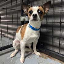 Thumbnail photo of Nico #3