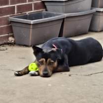 Thumbnail photo of Bruno #1