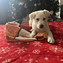 Thumbnail photo of Florrie #3