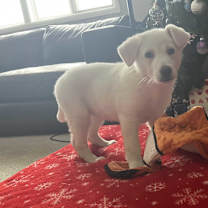 Thumbnail photo of Florrie #4