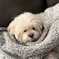 Thumbnail photo of Zoey #4