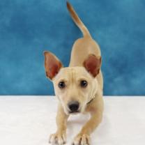 Thumbnail photo of Toby #2