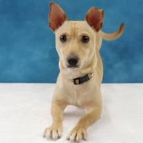 Thumbnail photo of Toby #4