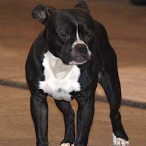 Thumbnail photo of BEANZ #2