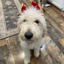 Thumbnail photo of Lainey #1