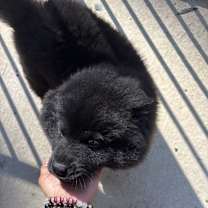 Thumbnail photo of Chosen Stormi #2