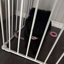 Thumbnail photo of Chosen Stormi #4