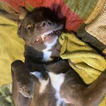 Thumbnail photo of Toby #3