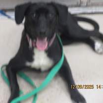 Thumbnail photo of Anya(856) #2