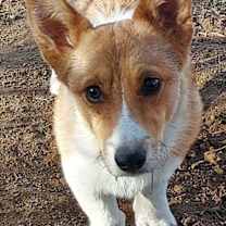 Thumbnail photo of Ziggy #2