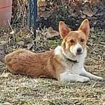 Thumbnail photo of Ziggy #4