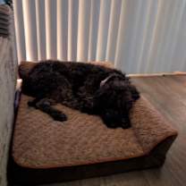 Thumbnail photo of Harlie #3