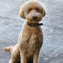 Thumbnail photo of Chase #1