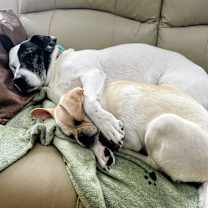 Thumbnail photo of Reed #4