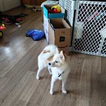 Thumbnail photo of Bella #4