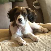 Thumbnail photo of FRECKLES #3