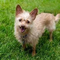 Thumbnail photo of Hairy #1