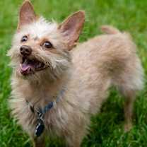 Thumbnail photo of Hairy #2