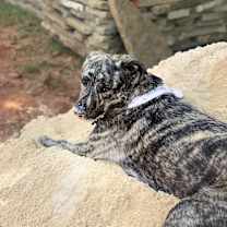 Thumbnail photo of Rootbeer #1