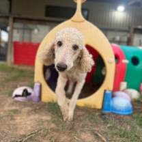 Thumbnail photo of Indy Willow #1