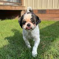 Thumbnail photo of Cosmo Simone #4