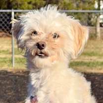 Thumbnail photo of Toby #2