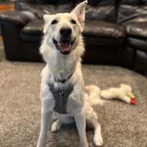 Thumbnail photo of Nala #2