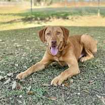 Thumbnail photo of Golden State #1