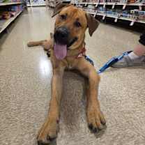 Thumbnail photo of Mitosis aka Otis #1