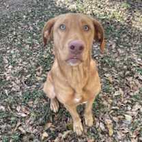 Thumbnail photo of Golden State #4