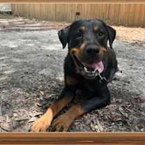 Thumbnail photo of Elmira #1