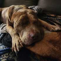 Thumbnail photo of Pugsley #4