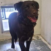 Thumbnail photo of Bear #2