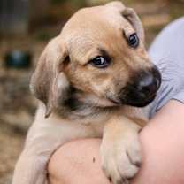 Thumbnail photo of Muffin #1