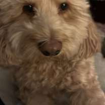 Thumbnail photo of Cooper #1