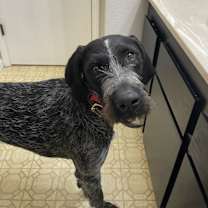 Thumbnail photo of Ruger #3