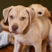 Thumbnail photo of Chip #2