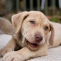 Thumbnail photo of Chip #3