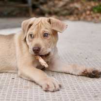 Thumbnail photo of Chip #4