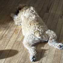 Thumbnail photo of Moose #2