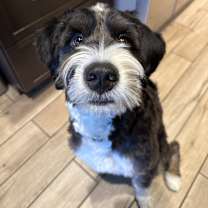 Thumbnail photo of Grizzly #1