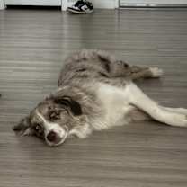 Thumbnail photo of Koa #1