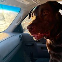 Thumbnail photo of Duke #2