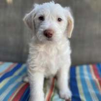 Thumbnail photo of Sassie Pup - Witty #1