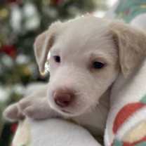 Thumbnail photo of Sassie Pup - Feisty #2