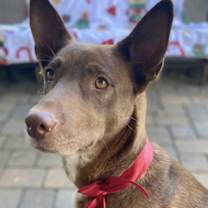 Thumbnail photo of Sassie #3