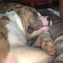 Thumbnail photo of Indiana Blue #2