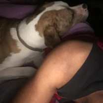 Thumbnail photo of Indiana Blue #4